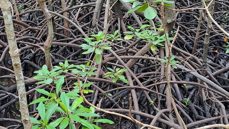 Šuma mangrova, Zanzibar